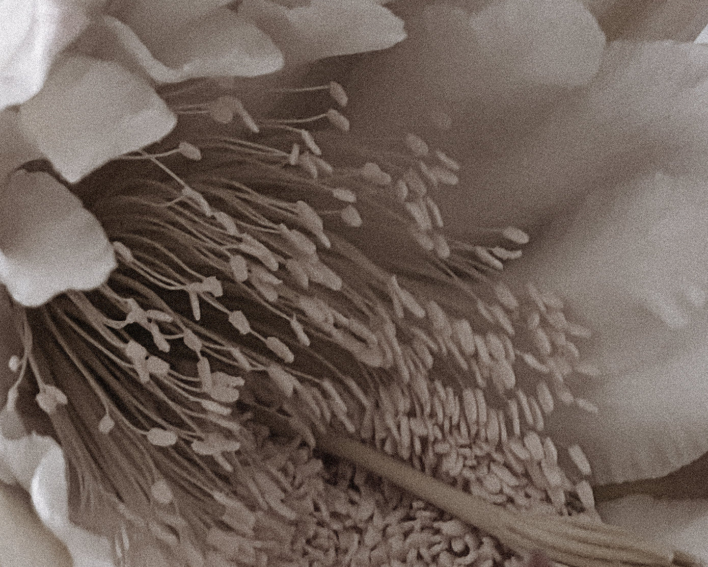 Scent #6: Church of light