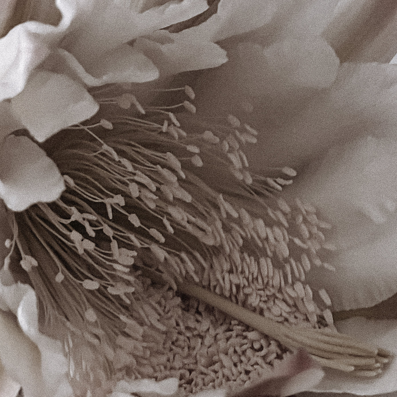 Scent #6: Church of light