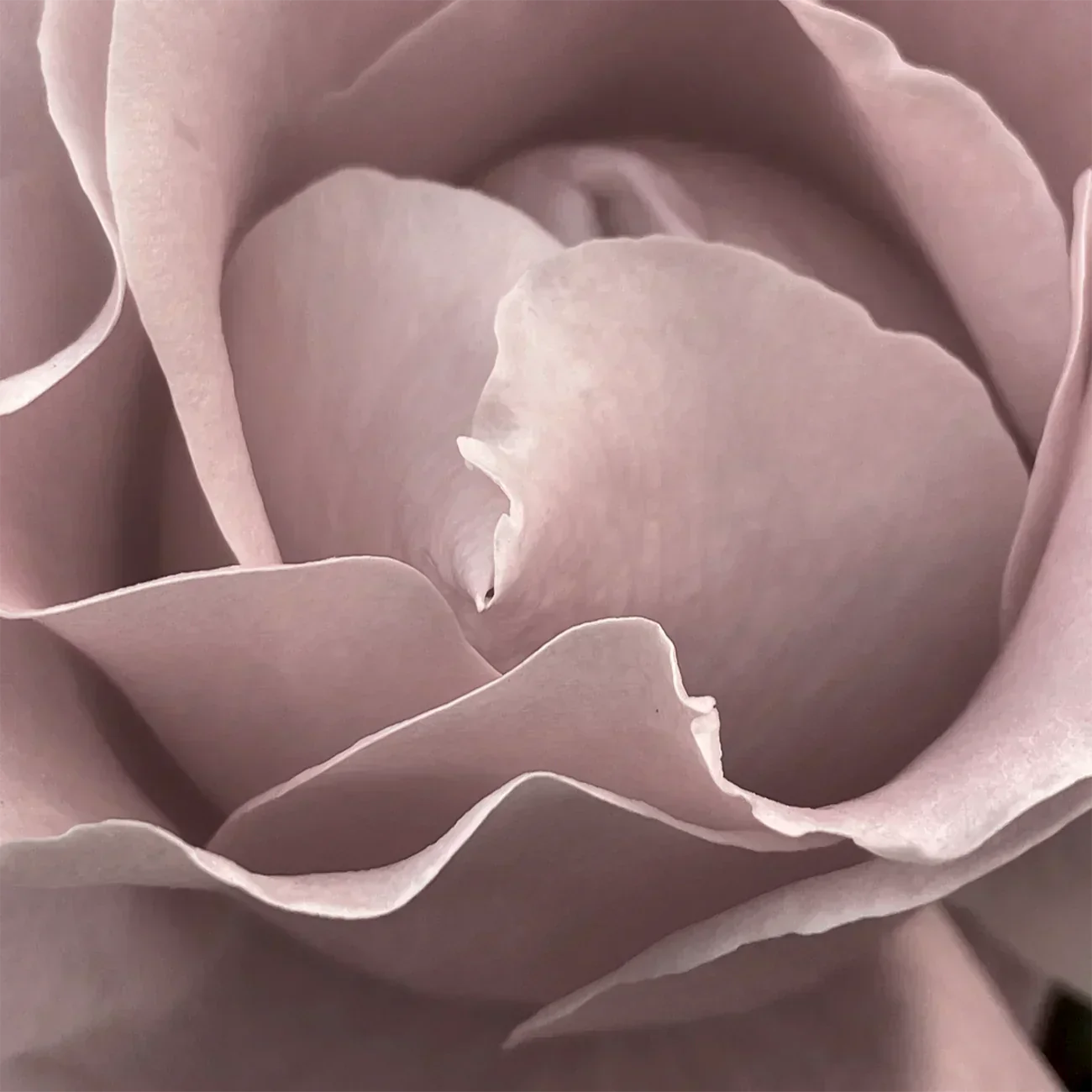 Scent #1:  I do, Noir