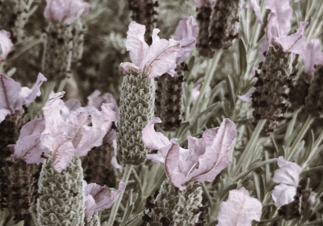 Scent #5: Springtime in Provence