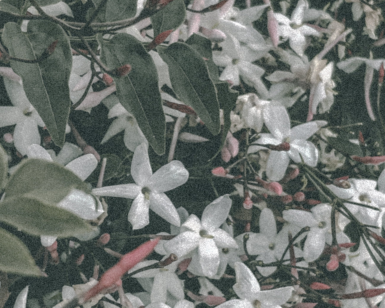 Scent #2: California Dreamin’