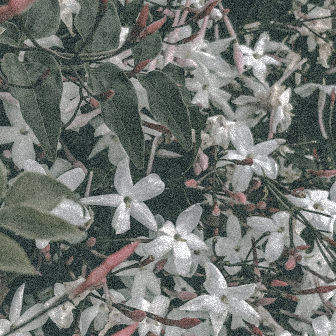 Scent #2: California Dreamin’