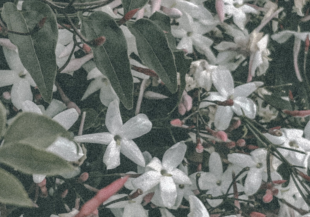 Scent #2: California Dreamin’