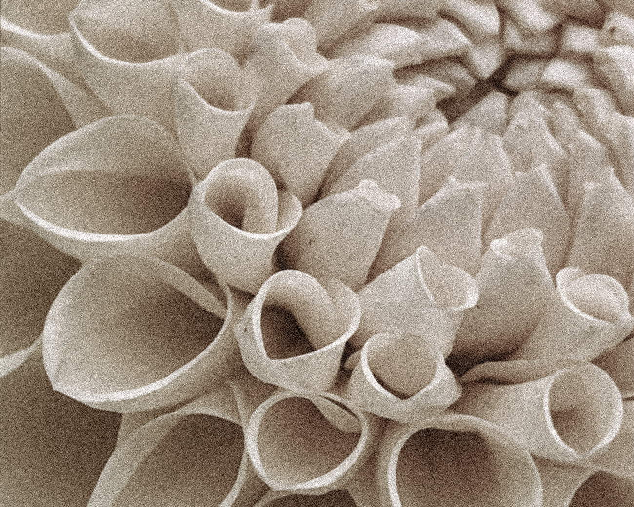 Scent #8: Roots of Refinement