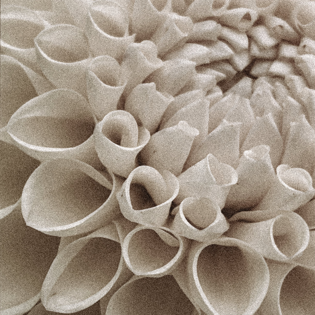 Scent #8: Roots of Refinement