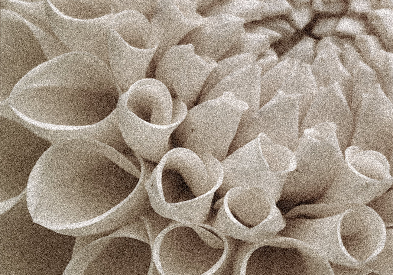 Scent #8: Roots of Refinement