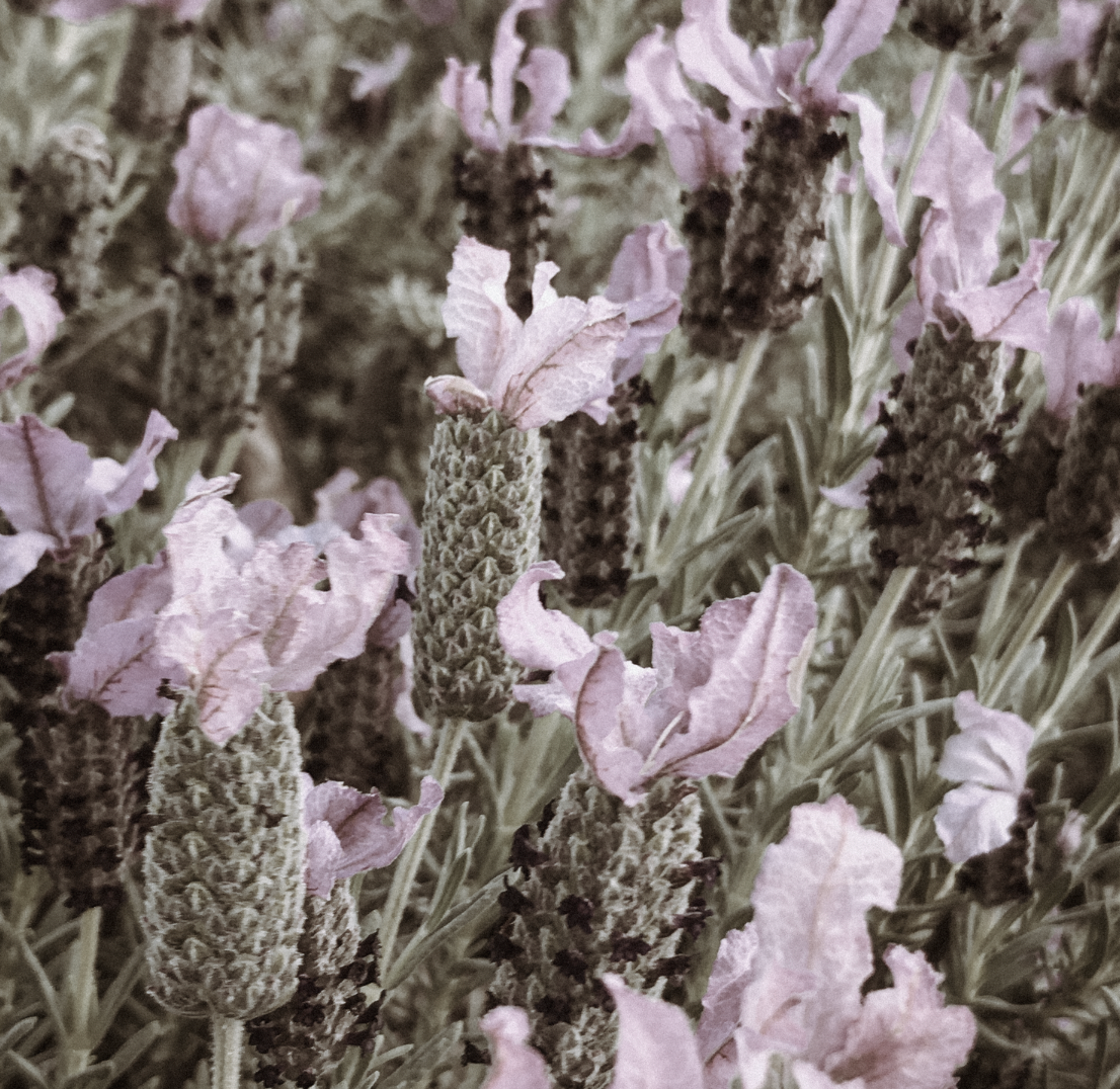 Fresh_lavender_clean_musk_weddingfragrance.png