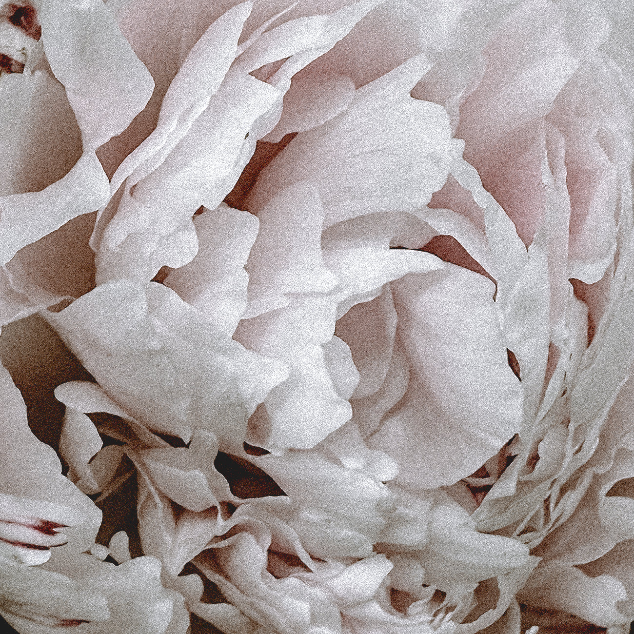 green_peony_rose_vanilla_wedding_fragrance.webp