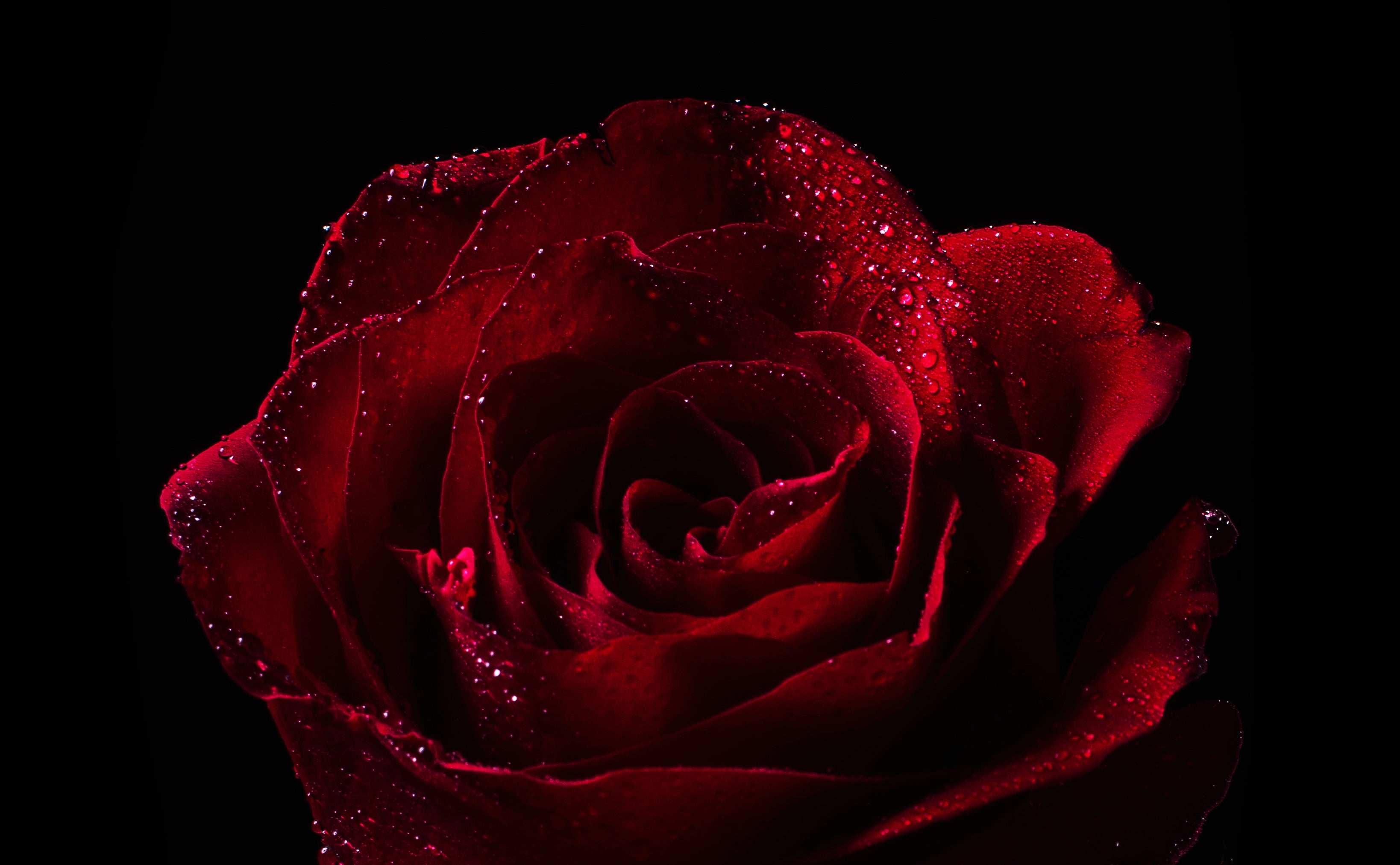 red-rose-with-dew-drops.jpg