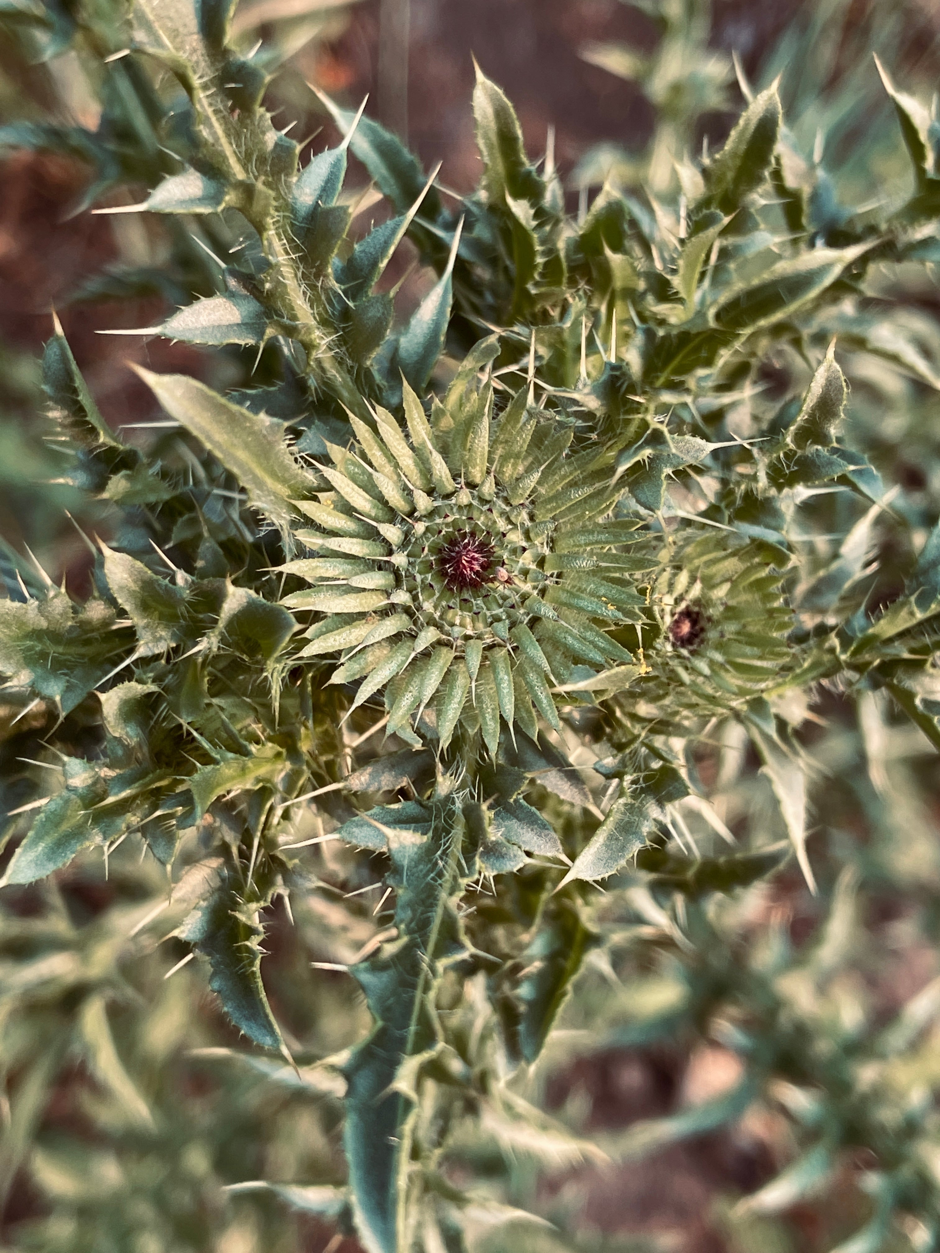 vaern_fragrance_vetiver_05.jpg